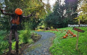 Scarecrow with pumpkin for head at Ballyburren