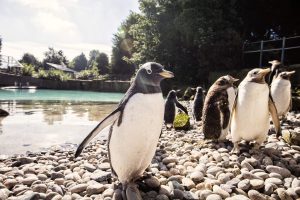 Close up of penguin with penguins in the background beside water at Belfast Zoo