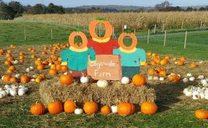 Pumpkin patch with cut outs for photographs at Laganvale Farm