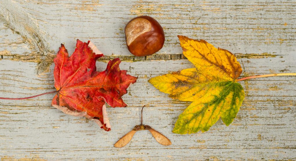 chestnut and autumn leaves