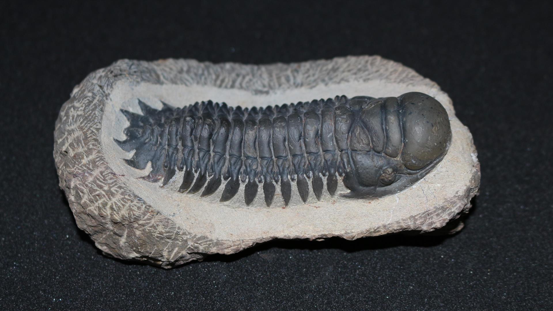 JJ’s Fossil Exhibition