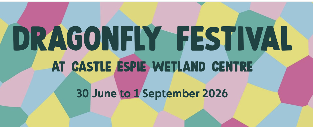 Dragonfly Festival